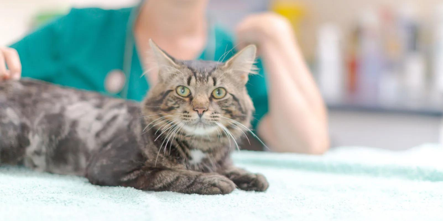 Teaserbild VetPraxis West